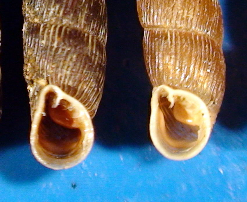 Macrogastra plicatula della Maiella